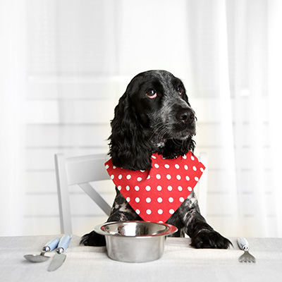 Pet Food