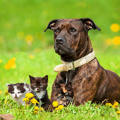 Pet Friendly Places