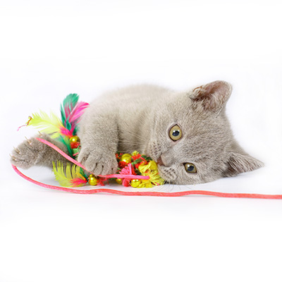 Pet Products