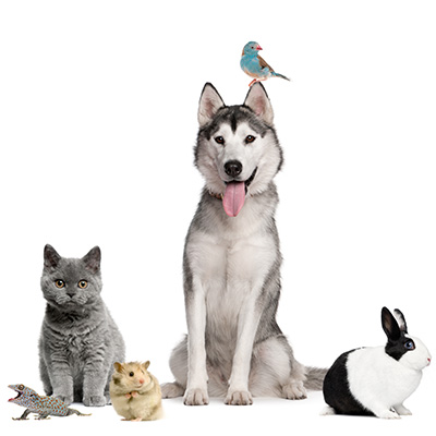 Pets