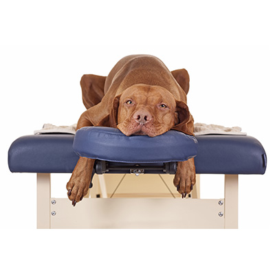 Pet Services