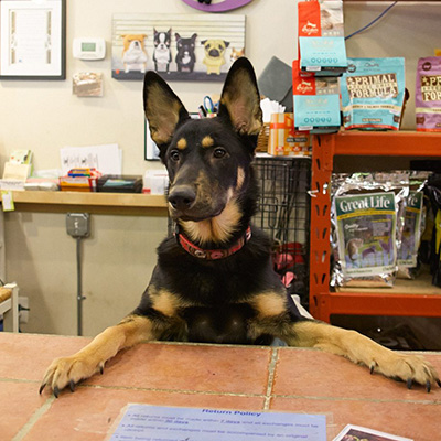 Pet Shops