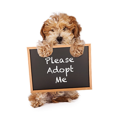 Animal Welfare