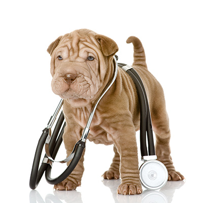 Vets