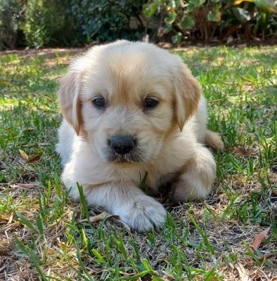 Playful Golden Retriever puppy from Tolcketna Kennels, raised with care, friendly and socialized for families.